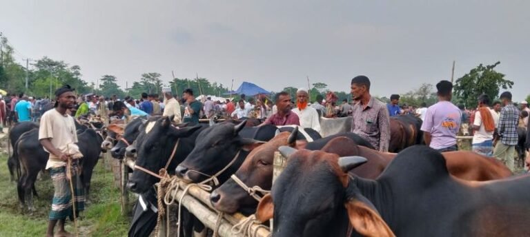 দিরাইয়ে জমে উঠেছে পশুর হাট