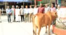 শাহজালাল (রহ.) মাজারের ওরসে প্রধানমন্ত্রীর গরু উপহার : হস্তান্তর করলেন সিসিক প্রশাসক 