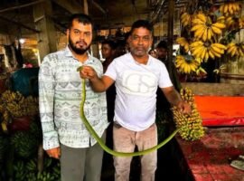 শ্রীমঙ্গলে কলার দোকানের সিন্ধুকের নিচে মিলল বিরল বৃক্ষবাসী সাপ