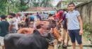 বিশ্বনাথে জমে উঠতে শুরু করেছে কোরবানির পশুর হাট