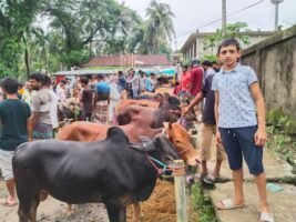 বিশ্বনাথে জমে উঠতে শুরু করেছে কোরবানির পশুর হাট