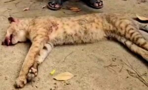 গোয়াইনঘাটে মেছো বাঘ পিটিয়ে হত্যা