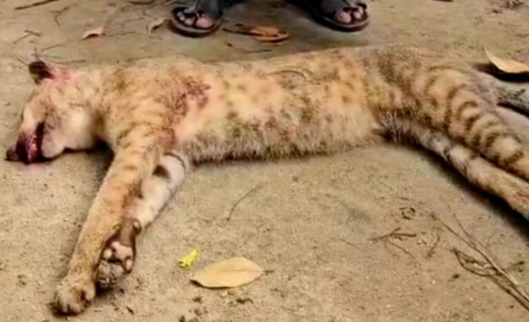 গোয়াইনঘাটে মেছো বাঘ পিটিয়ে হত্যা