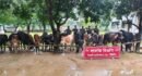 সিলেট সীমান্তে আড়াই কোটি টাকার ভারতীয় পণ্য জব্দ